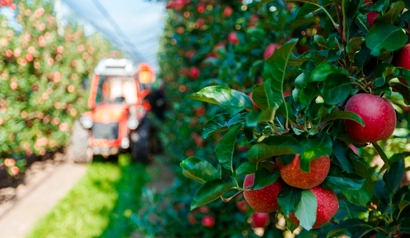 Prices of Gala apples in Moldova are too low for the local farmers but too  high for the EU buyers • EastFruit